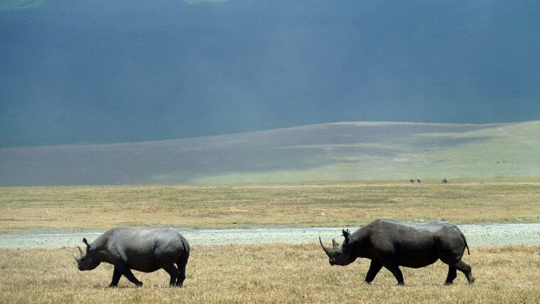 Носороги в кратере Нгоронгоро