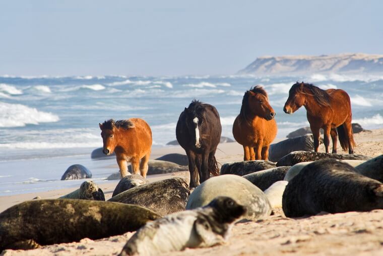 Лошади на острове Сейбл