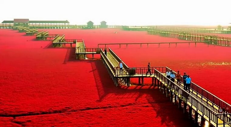 Красный пляж в Китае