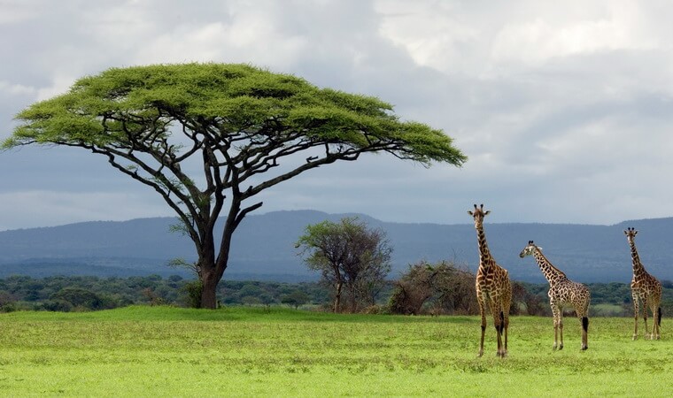 Жирафы Танзании