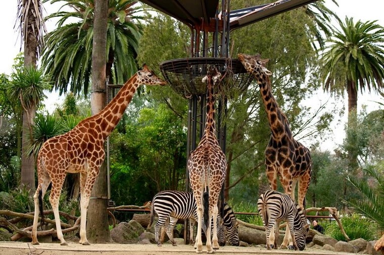 Зоопарк Мельбурна