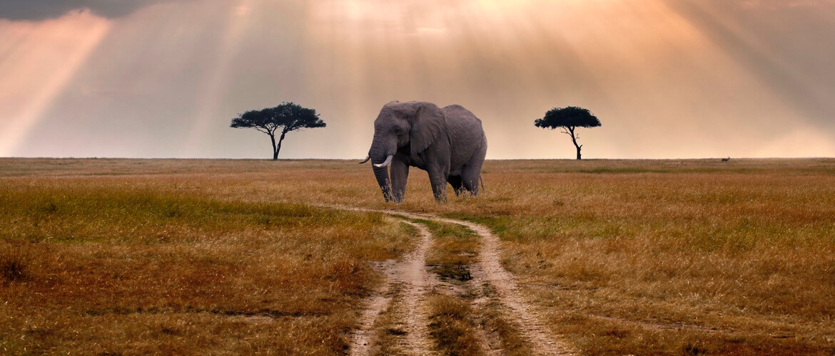 Слоны Кении