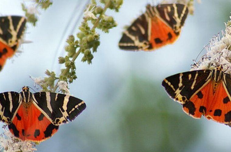 Долина бабочек острова Родос. Греция