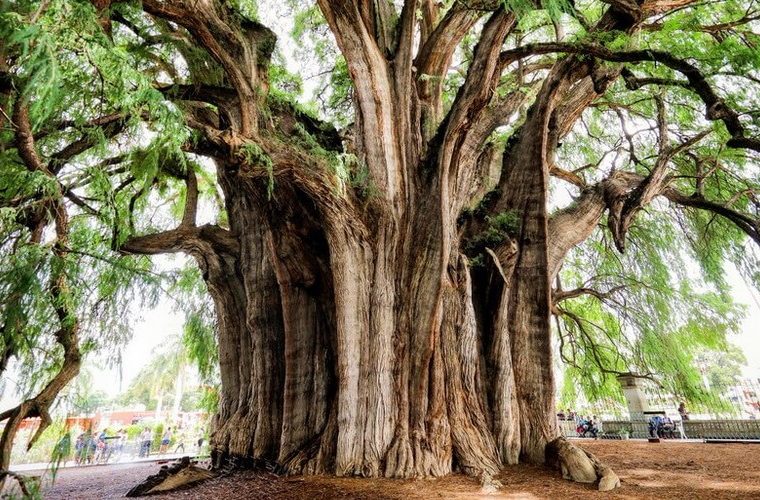 Туле - самое толстое дерево в мире