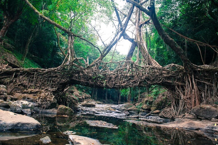 Живые мосты из корней