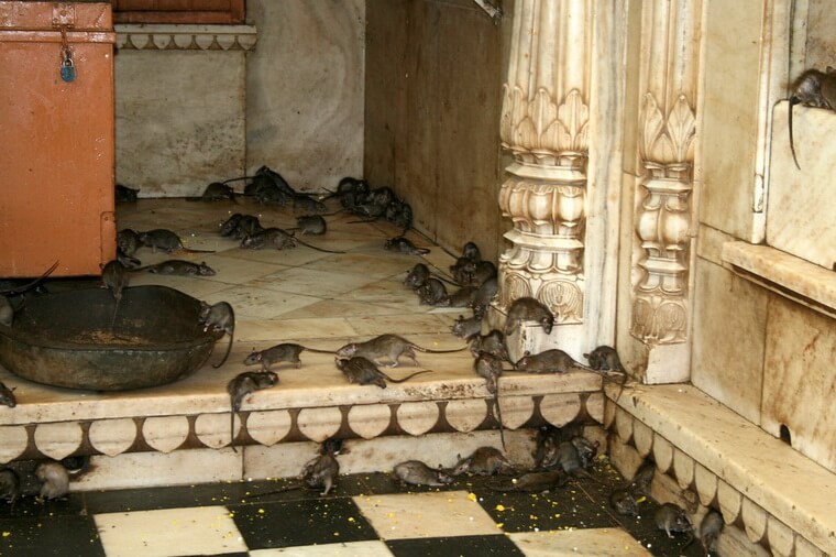 Карни Мата - храм крыс в Индии