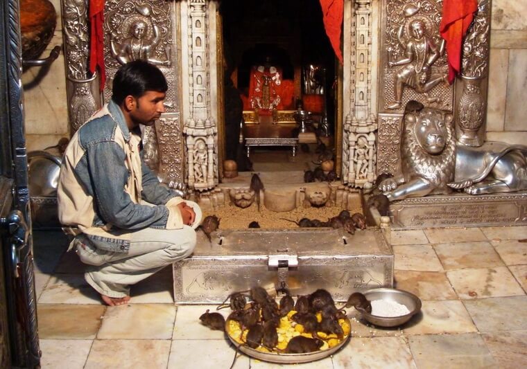 Храм крыс в Индии