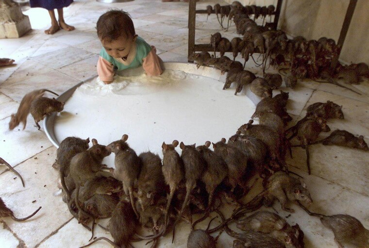 Крысы в храме Карни Мата