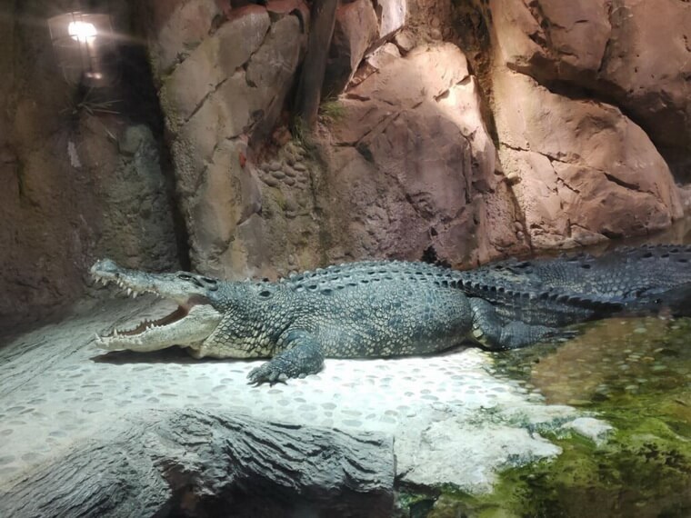 Крокодил Кинг Крок в Дубай молле