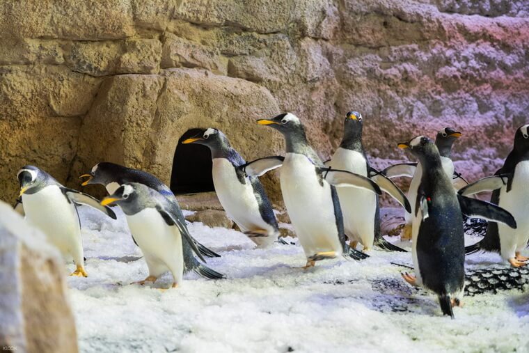 Пингвины в Дубай молле